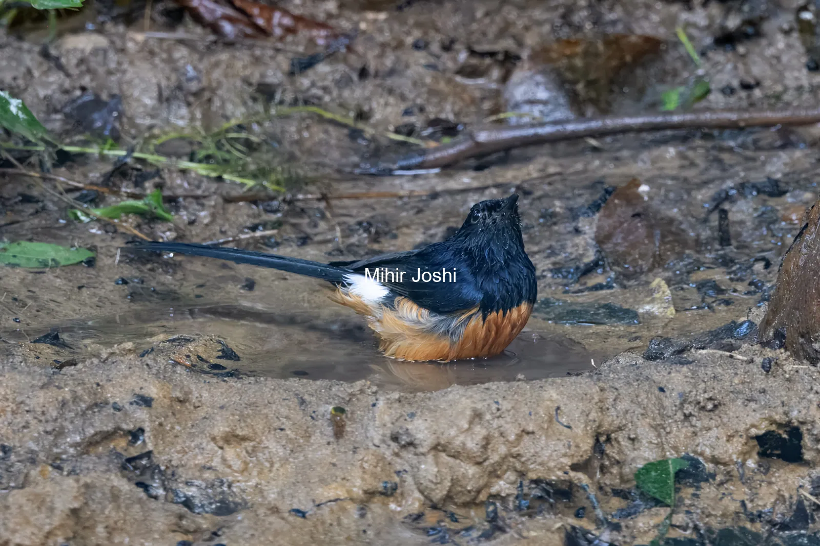 white-rumped shama (Copsychus malabaricus) seen at Dosdewa in Karimganj, Assam, India
