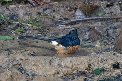 white-rumped shama (Copsychus malabaricus) seen at Dosdewa in Karimganj, Assam, India