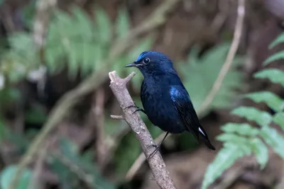 white-tailed robin (Myiomela leucura) seen at Dosdewa in Karimganj, Assam, India