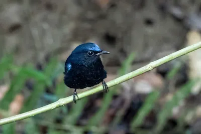 white-tailed robin (Myiomela leucura) seen at Dosdewa in Karimganj, Assam, India