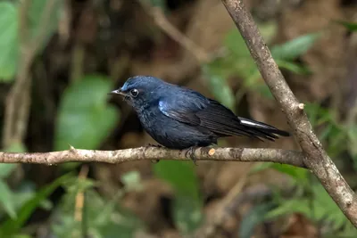 white-tailed robin (Myiomela leucura) seen at Dosdewa in Karimganj, Assam, India