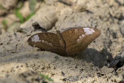 common earl (Tanaecia julii), a species of nymphalid butterfly, observed at Dosdewa in Karimganj, Assam, India