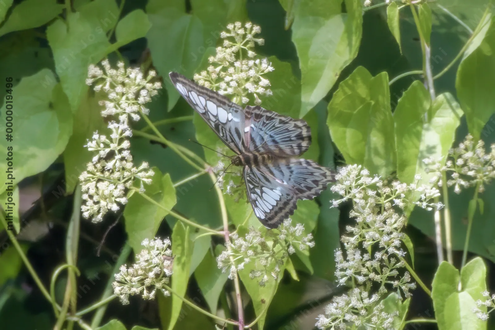 Clipper butterfly (Parthenos sylvia), a species of nymphalid butterfly, observed at Dosdewa in Karimganj, Assam, India