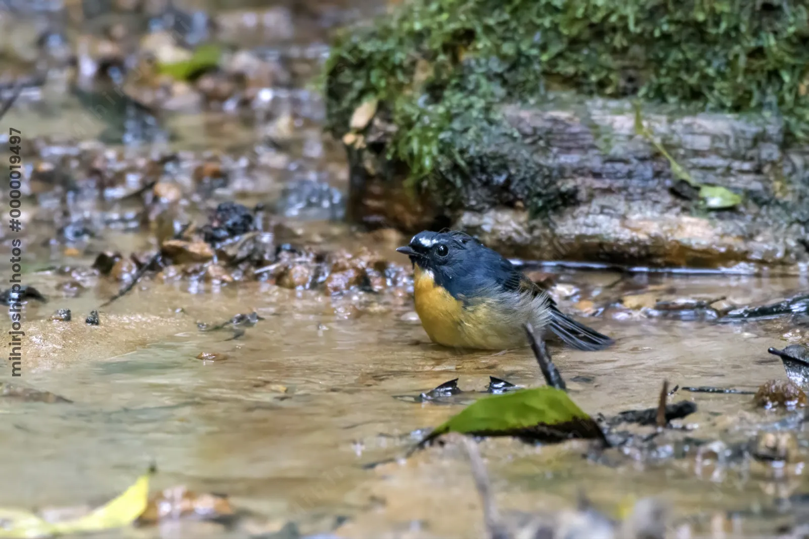 snowy-browed flycatcher (Ficedula hyperythra) seen at Dosdewa in Karimganj, Assam, India