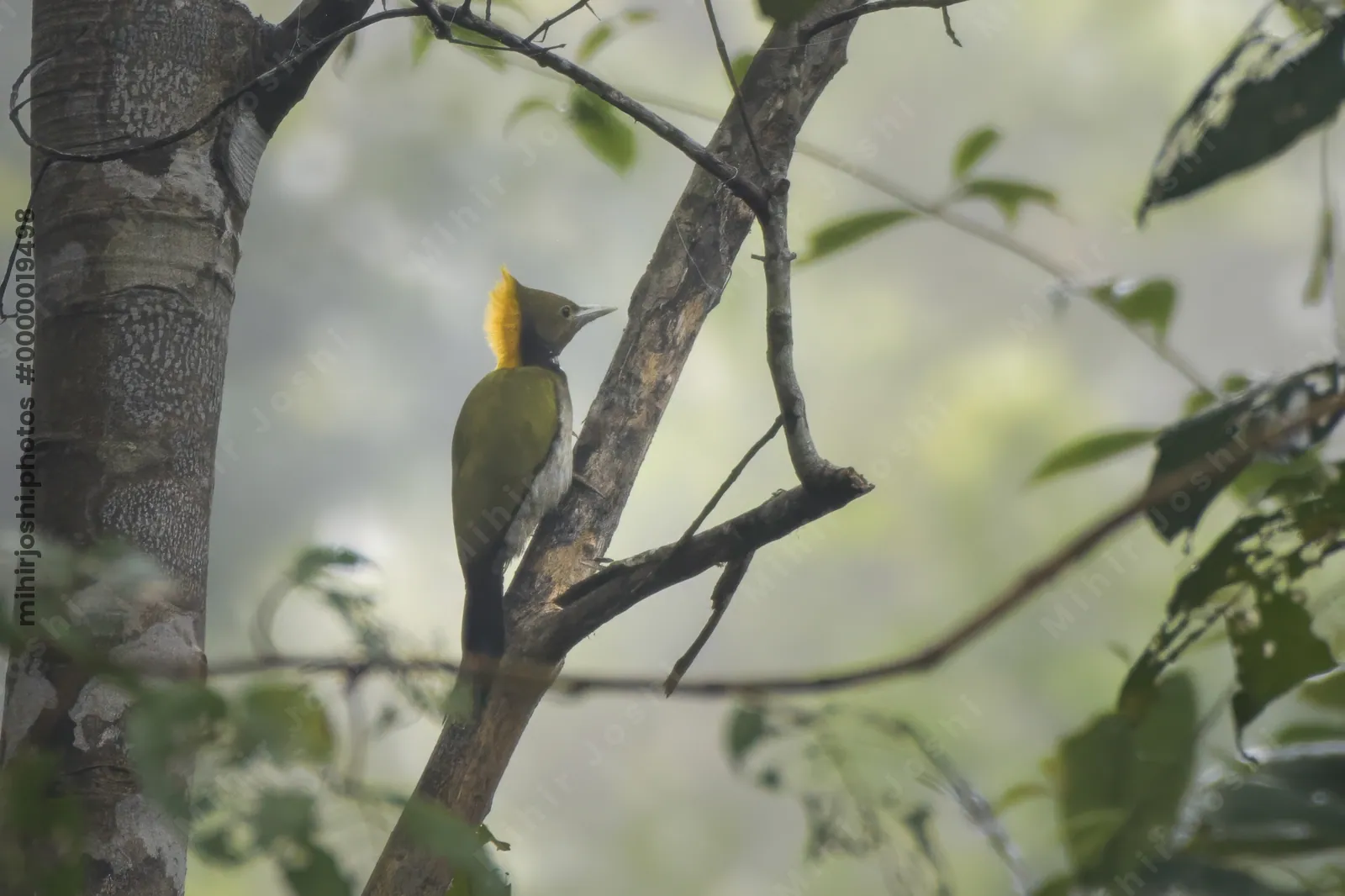 greater yellownape (Chrysophlegma flavinucha) clicked in Dosdewa, Karimganj Assam India