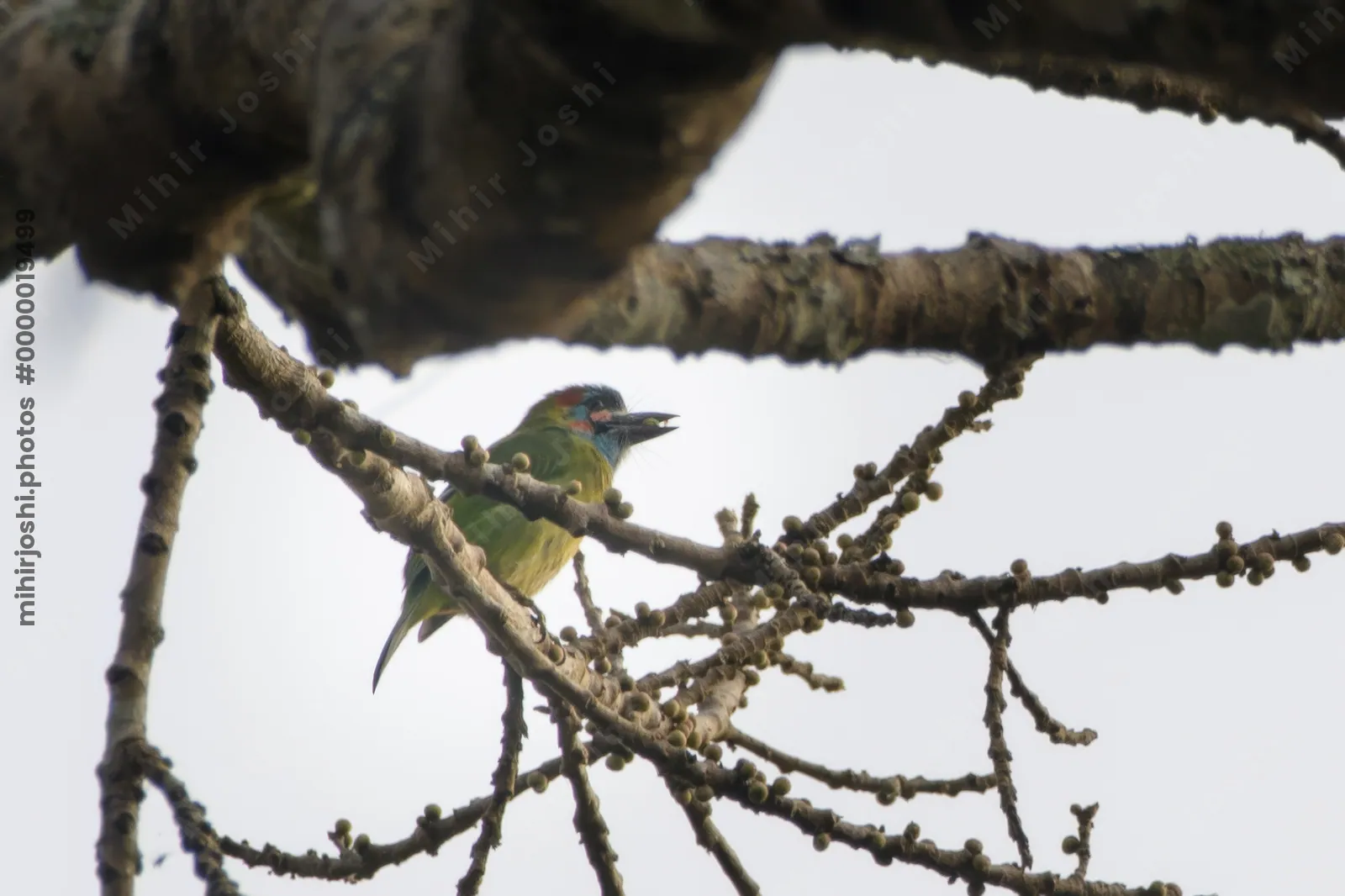 blue-eared barbet (Psilopogon cyanotis) clicked in Dosdewa, Karimganj, Assam, India