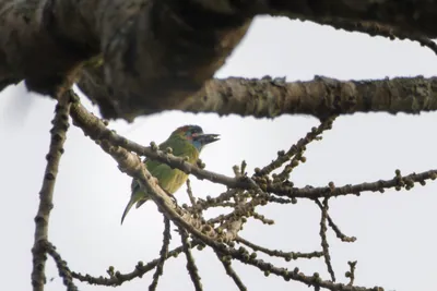 blue-eared barbet (Psilopogon cyanotis) clicked in Dosdewa, Karimganj, Assam, India