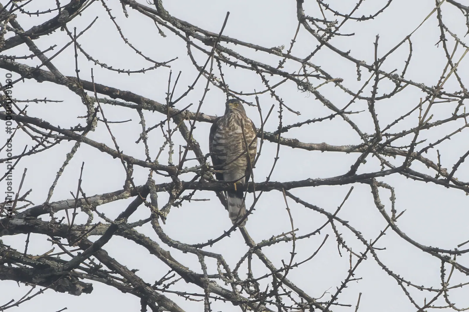 crested goshawk (Lophospiza trivirgata), a bird of prey, clicked in Dosdewa, Karimganj, Assam, India