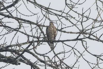 crested goshawk (Lophospiza trivirgata), a bird of prey, clicked in Dosdewa, Karimganj, Assam, India