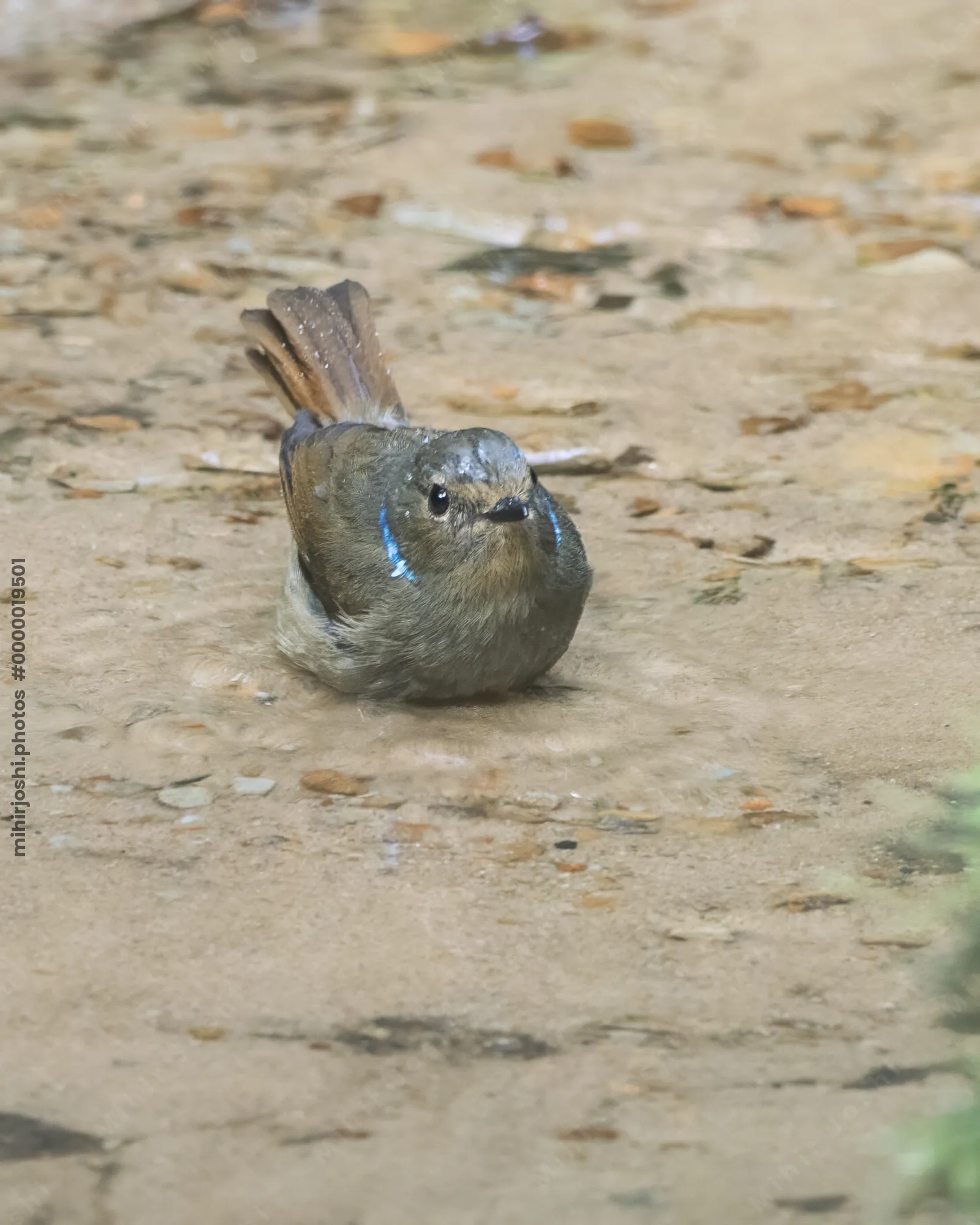 small niltava (Niltava macgrigoriae) seen at Dosdewa in Karimganj, Assam, India