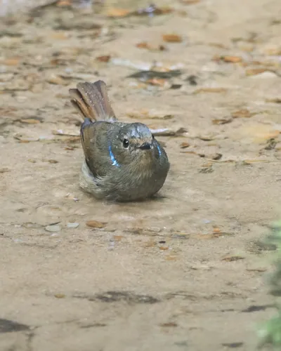 small niltava (Niltava macgrigoriae) seen at Dosdewa in Karimganj, Assam, India