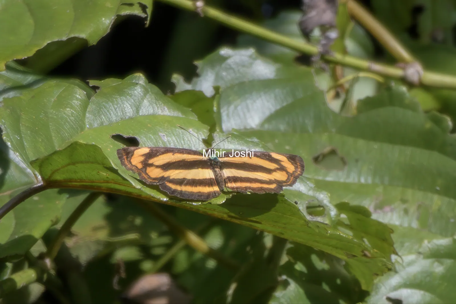 common lascar (Pantoporia hordonia), a nymphalid butterfly at Dosdewa, Karimganj, Assam, India