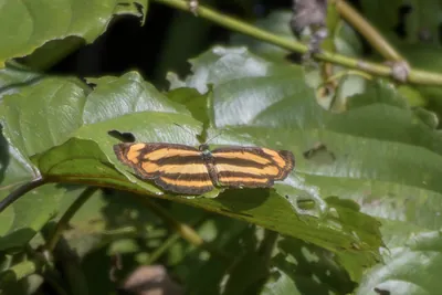 common lascar (Pantoporia hordonia), a nymphalid butterfly at Dosdewa, Karimganj, Assam, India