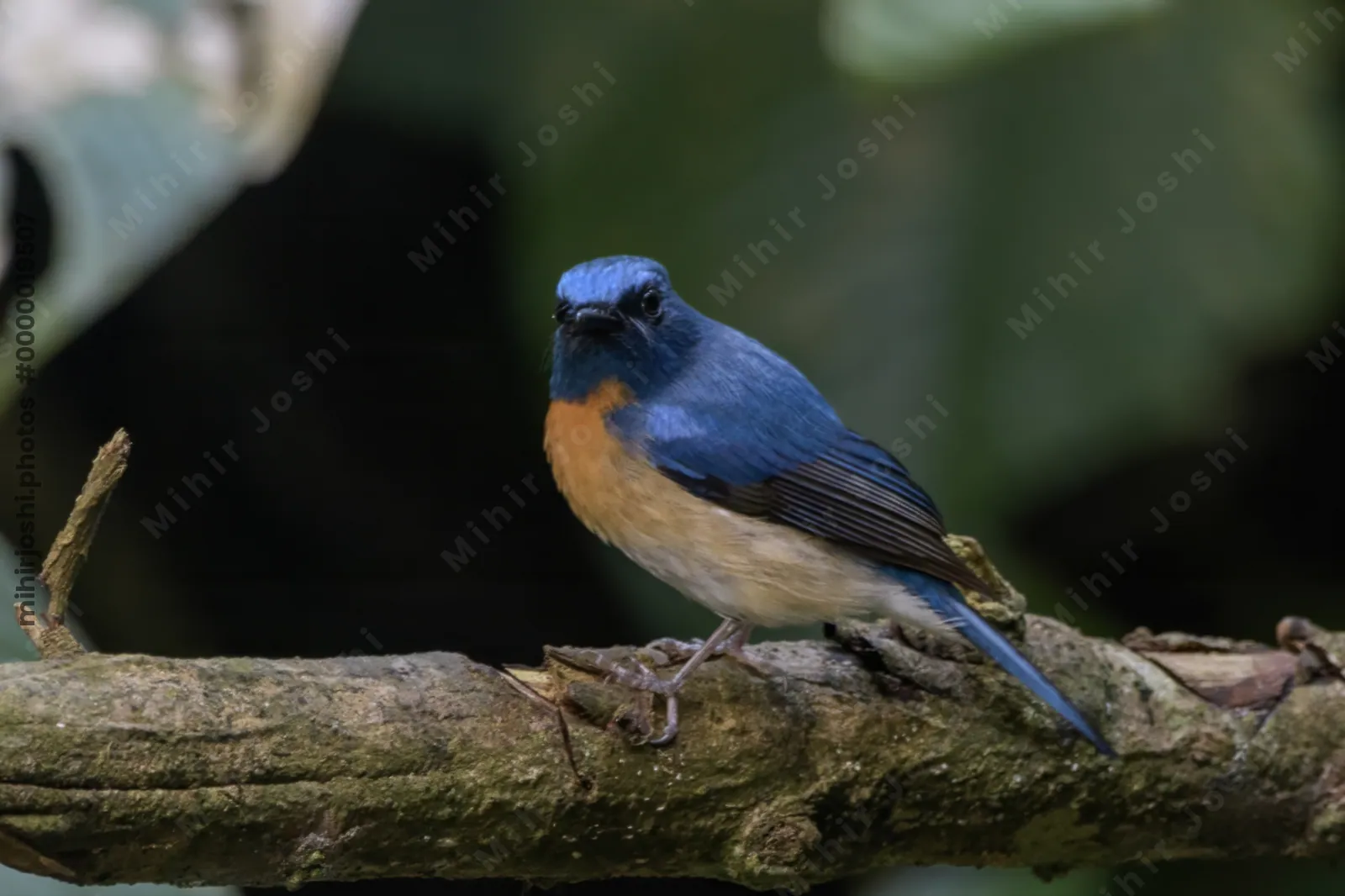 blue-throated blue flycatcher Cyornis rubeculoides at Dosdewa, Karimganj, Assam, India