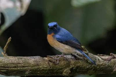 blue-throated blue flycatcher Cyornis rubeculoides at Dosdewa, Karimganj, Assam, India