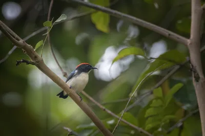 scarlet-backed flowerpecker Dicaeum cruentatum seen at Dosdewa in Karimganj, Assam, India
