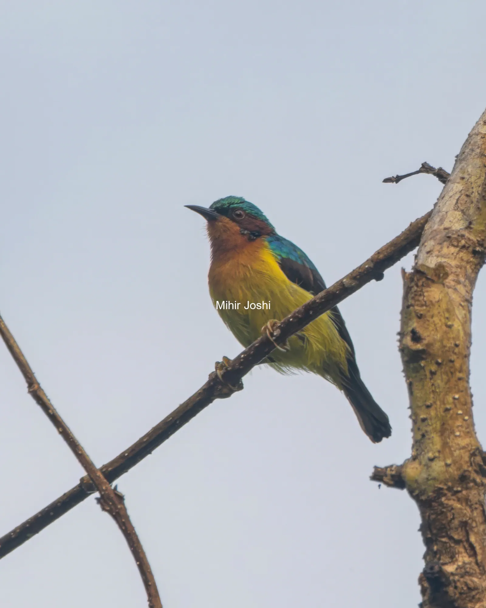 ruby-cheeked sunbird Chalcoparia singalensis at Dosdewa, Karimganj, Assam, India