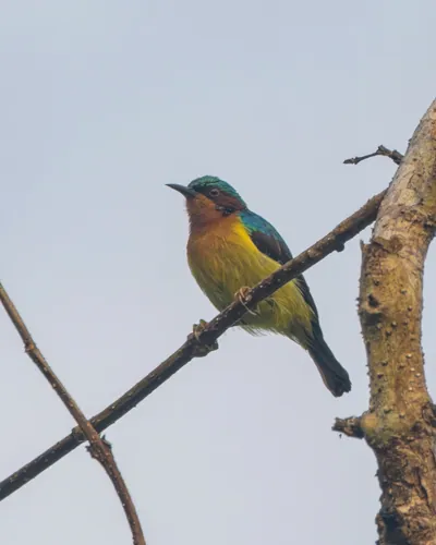 ruby-cheeked sunbird Chalcoparia singalensis at Dosdewa, Karimganj, Assam, India