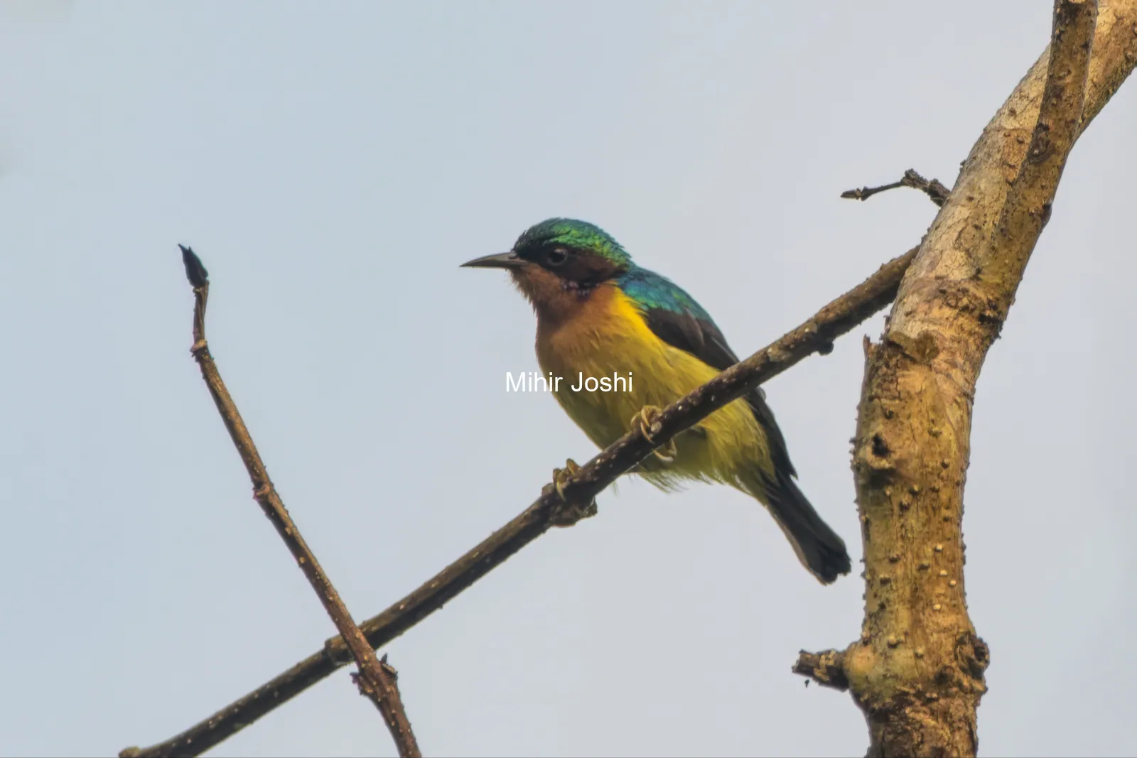 ruby-cheeked sunbird Chalcoparia singalensis at Dosdewa, Karimganj, Assam, India