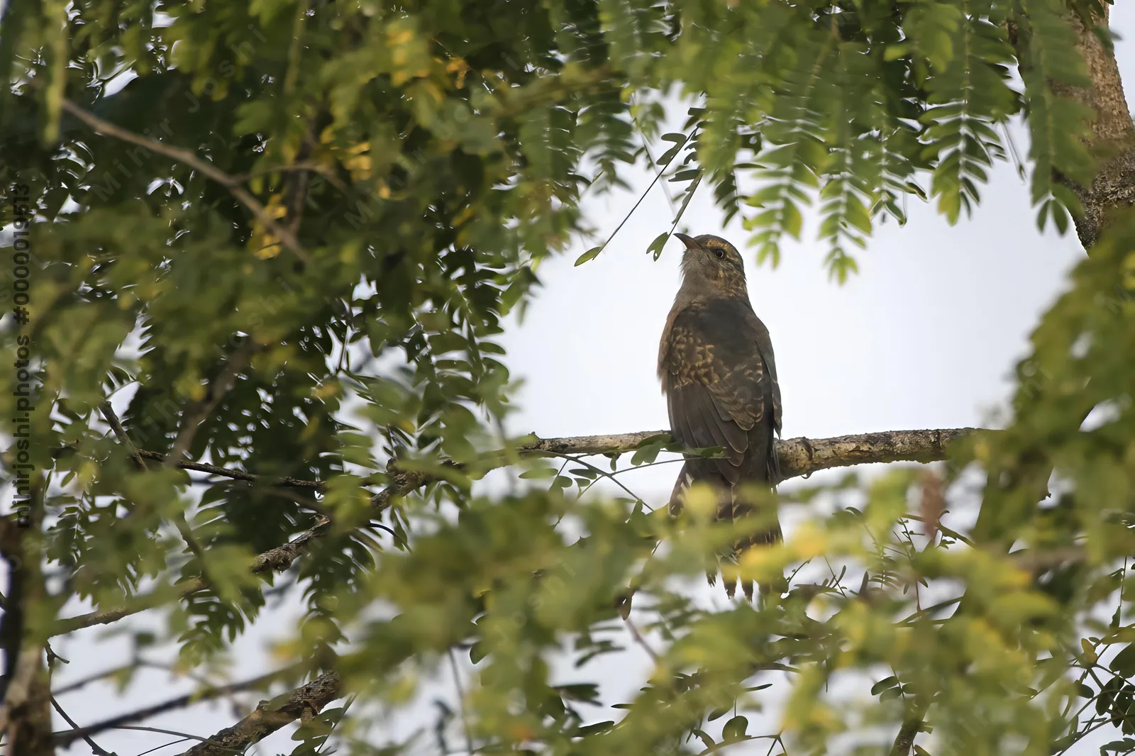 plaintive cuckoo (Cacomantis merulinus), a species of bird belonging to the genus Cacomantis in the cuckoo family Cuculidae, at Dosdewa, Karimganj, Assam, India