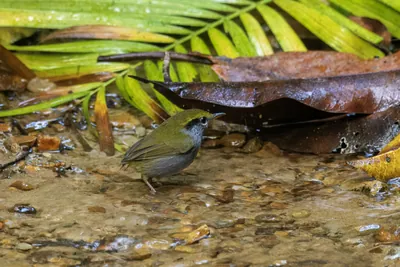 grey-bellied tesia or Tesia cyaniventer seen at Dosdewa in Karimganj Assam India