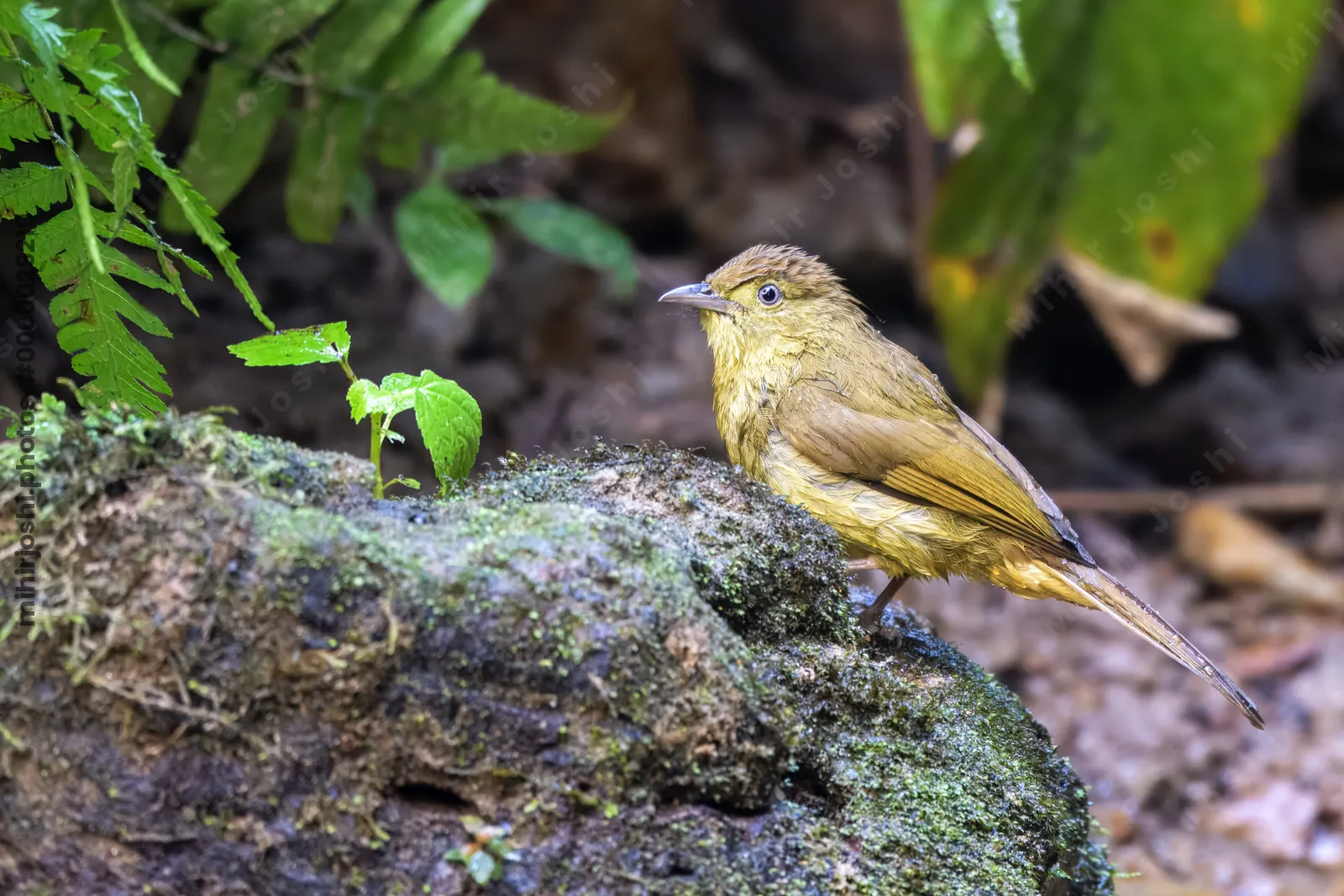 Cachar bulbul or Iole cacharensis seen at Dosdewa in Karimganj, Assam, India