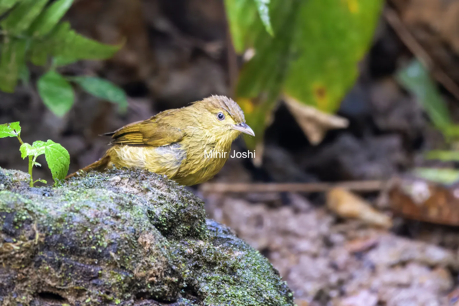 Cachar bulbul or Iole cacharensis seen at Dosdewa in Karimganj, Assam, India