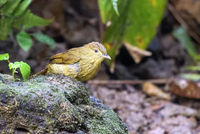 Cachar bulbul or Iole cacharensis seen at Dosdewa in Karimganj, Assam, India