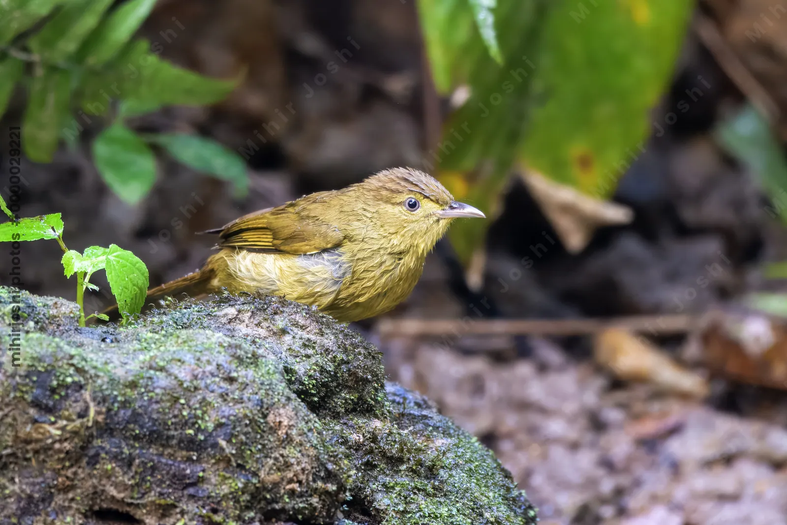 Cachar bulbul or Iole cacharensis seen at Dosdewa in Karimganj, Assam, India