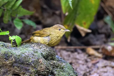 Cachar bulbul or Iole cacharensis seen at Dosdewa in Karimganj, Assam, India