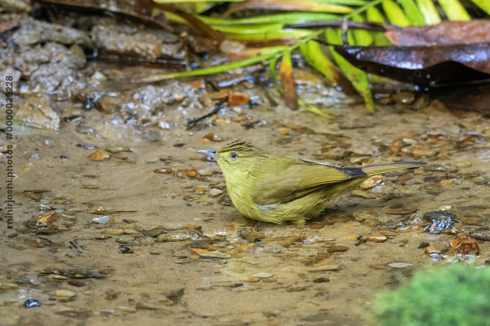 Cachar bulbul or Iole cacharensis seen at Dosdewa in Karimganj, Assam, India