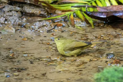 Cachar bulbul or Iole cacharensis seen at Dosdewa in Karimganj, Assam, India
