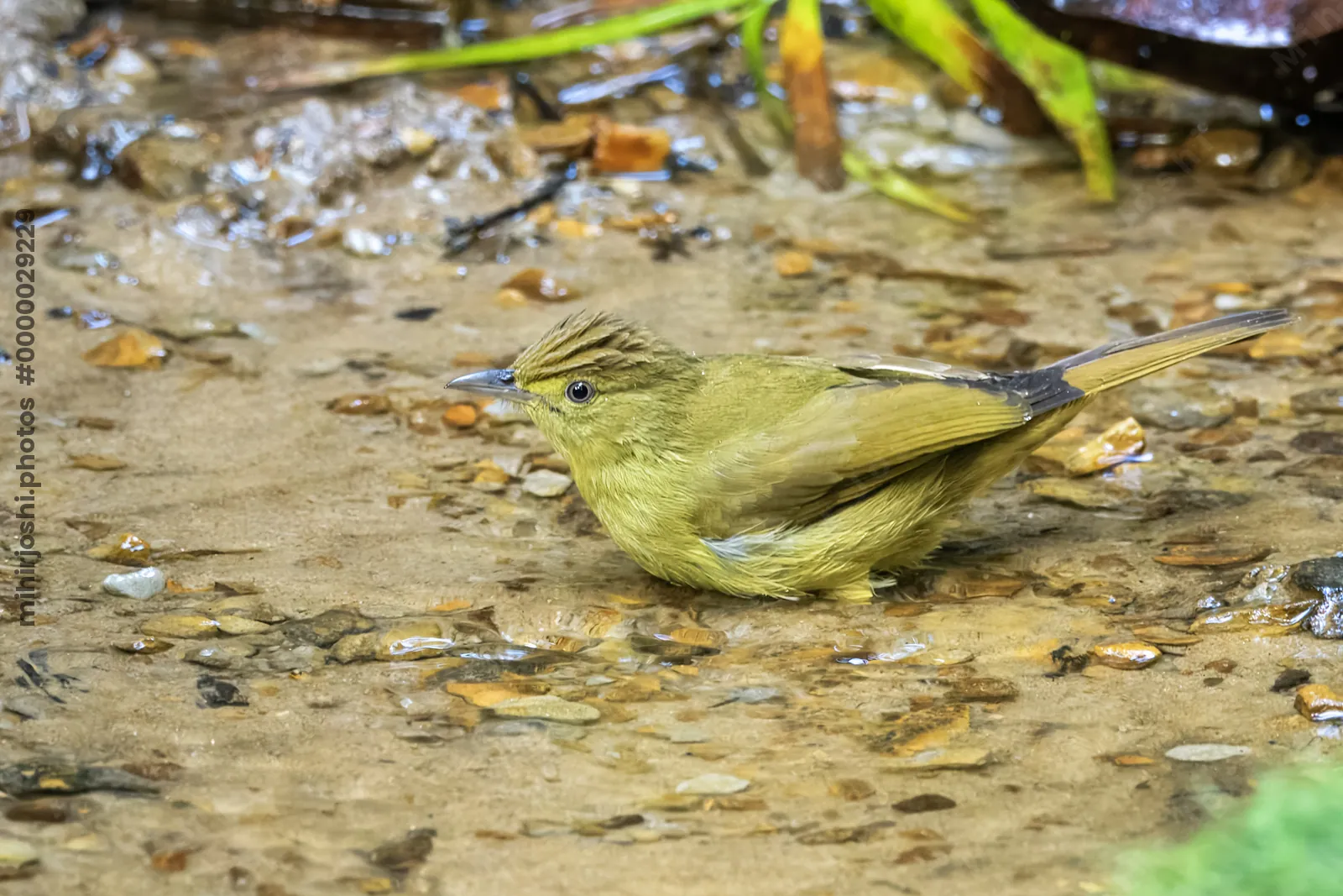 Cachar bulbul or Iole cacharensis seen at Dosdewa in Karimganj, Assam, India