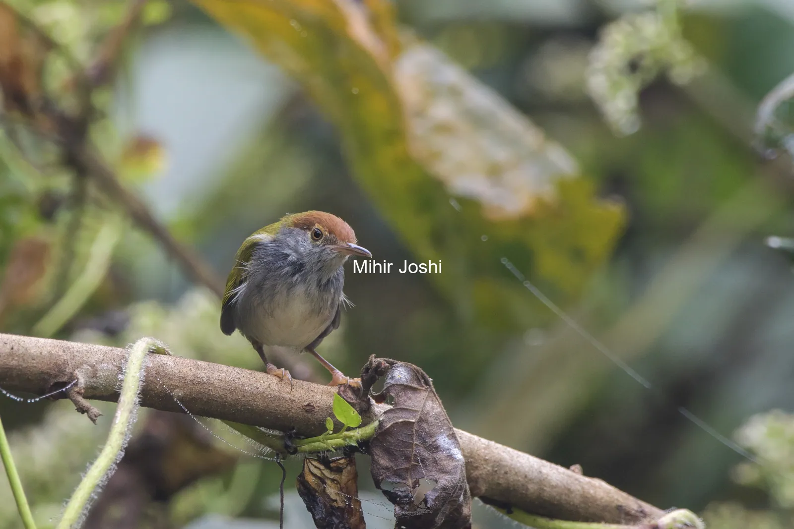 dark-necked tailorbird or Orthotomus atrogularis, at Dosdewa, Karimganj Assam