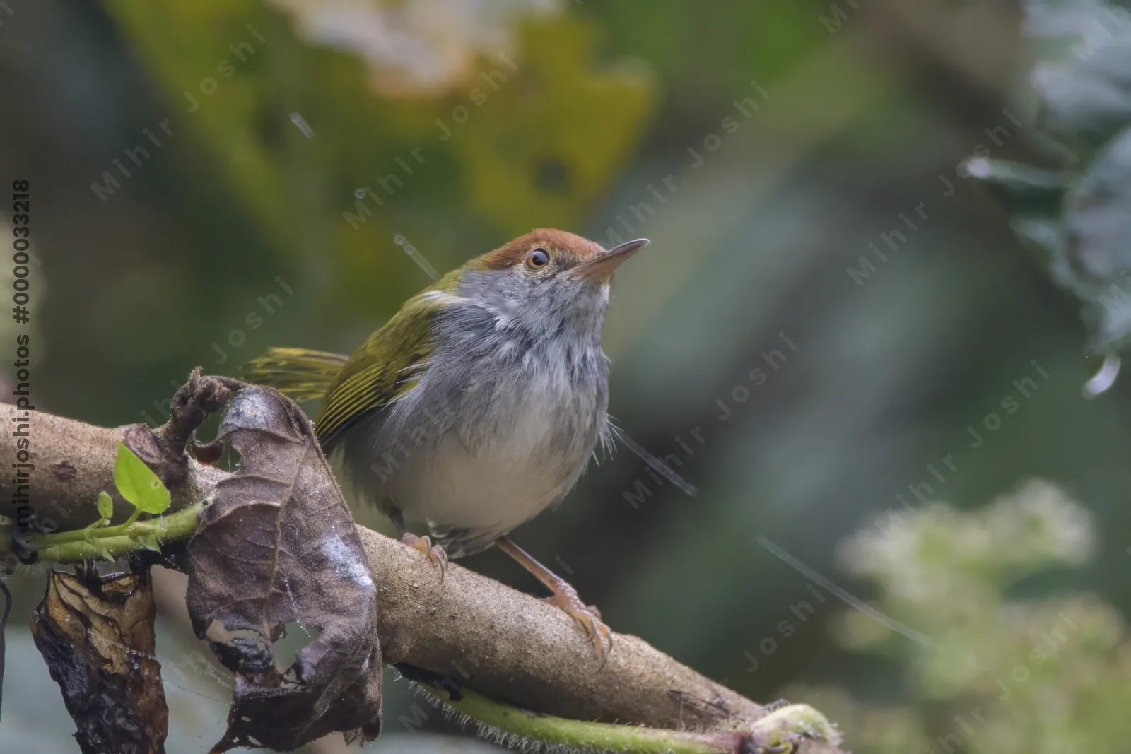 dark-necked tailorbird or Orthotomus atrogularis, at Dosdewa, Karimganj Assam