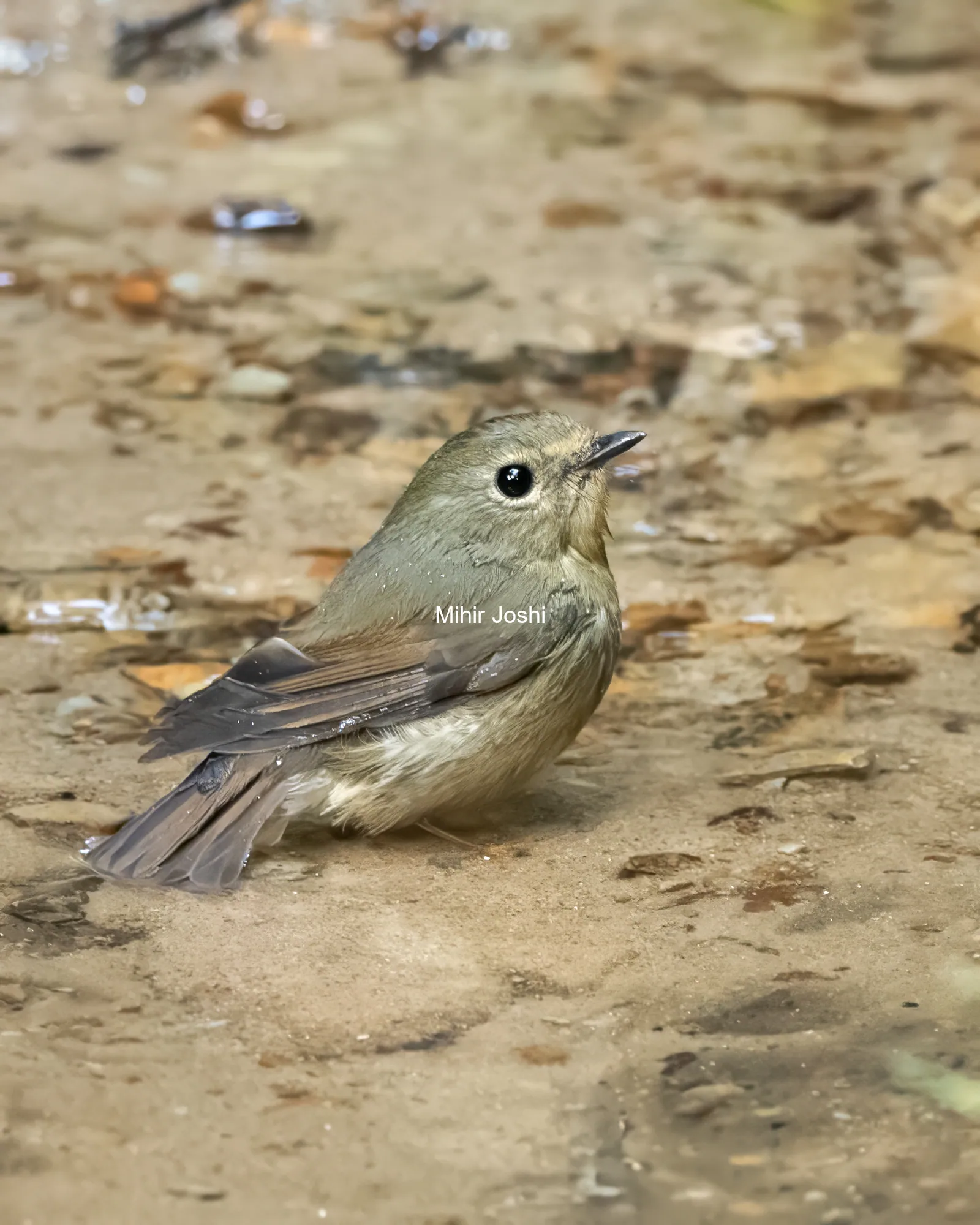 snowy-browed flycatcher or Ficedula hyperythra seen in Karimganj, Assam, Indi