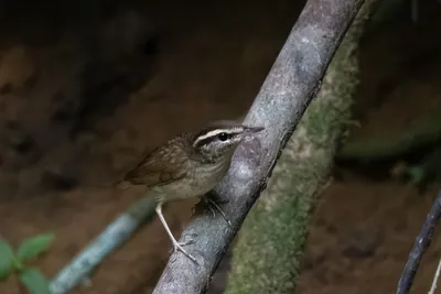 Asian stubtail or Urosphena squameiceps seen in Karimganj, Assam, India