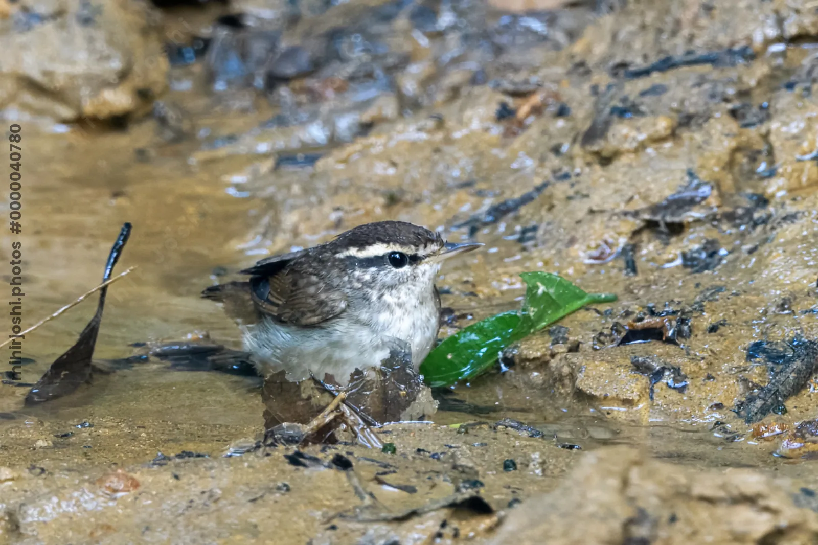 Asian stubtail or Urosphena squameiceps seen in Karimganj, Assam, India