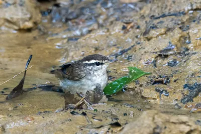 Asian stubtail or Urosphena squameiceps seen in Karimganj, Assam, India